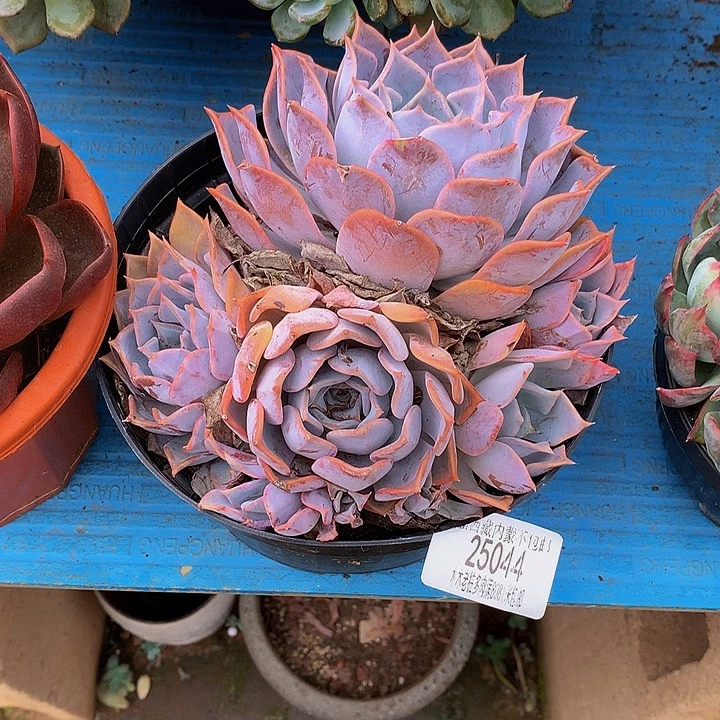 F***n   露西娜多肉25044