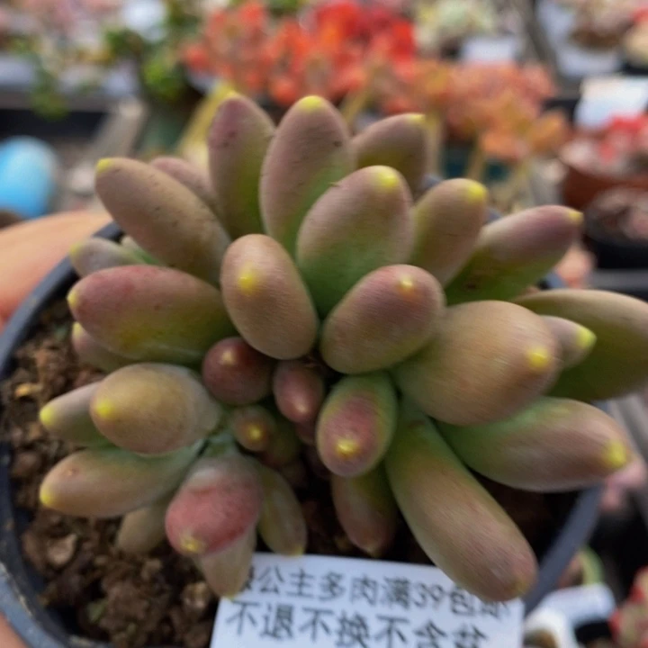 芒果美人7cm779多肉植物