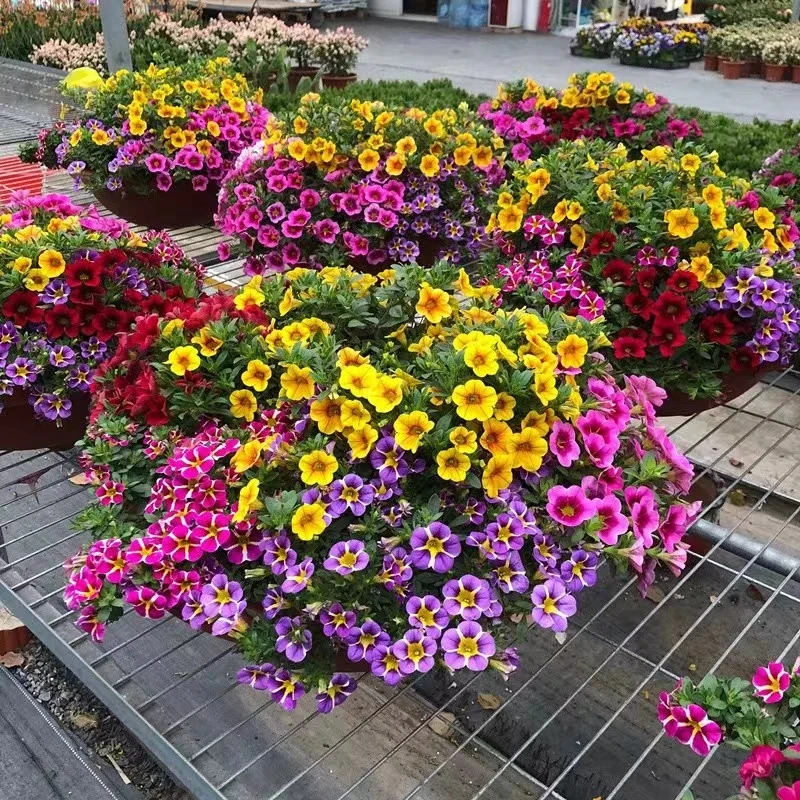 【百万小玲】舞春花盆栽四季开花阳台庭院垂吊花卉爆盆爆花好养耐