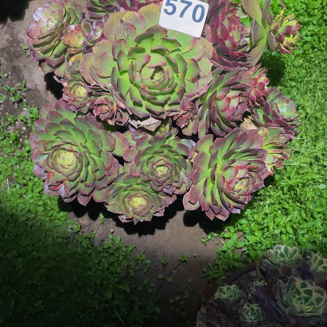 多肉法师570号斑斓发货不包损