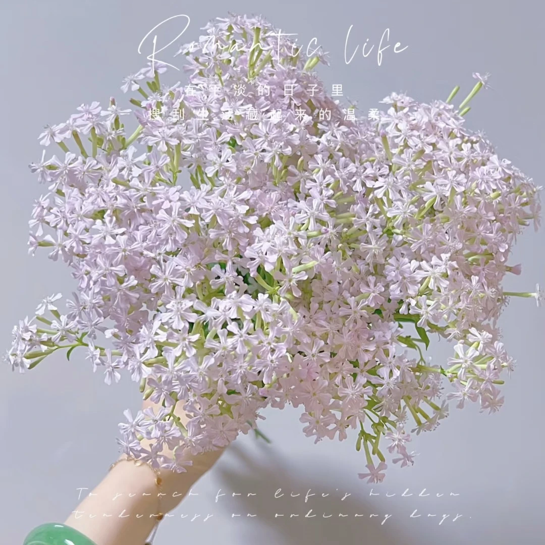 【AAA级粉钻花】超多花苞，花期长好养活