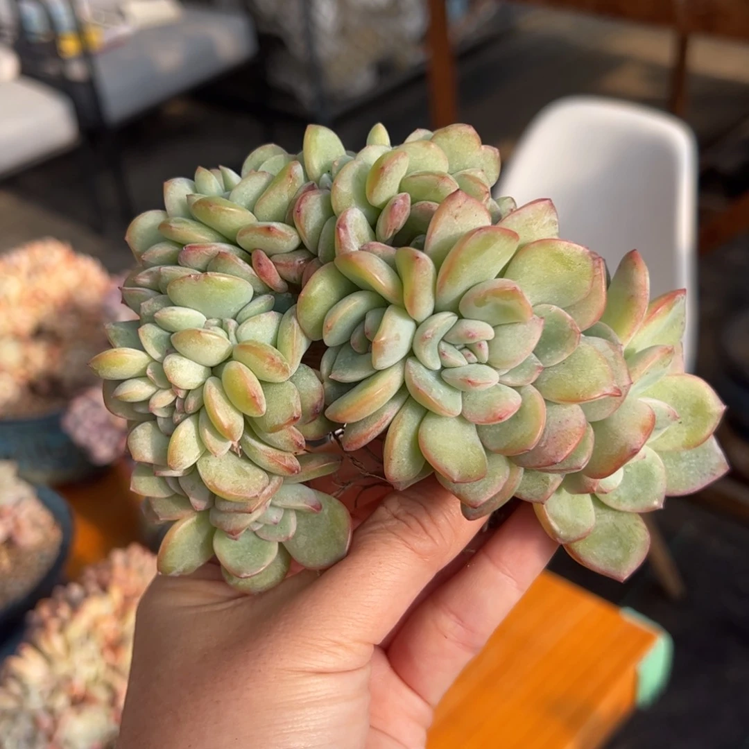 x*泡芙缀朵朵树- XI