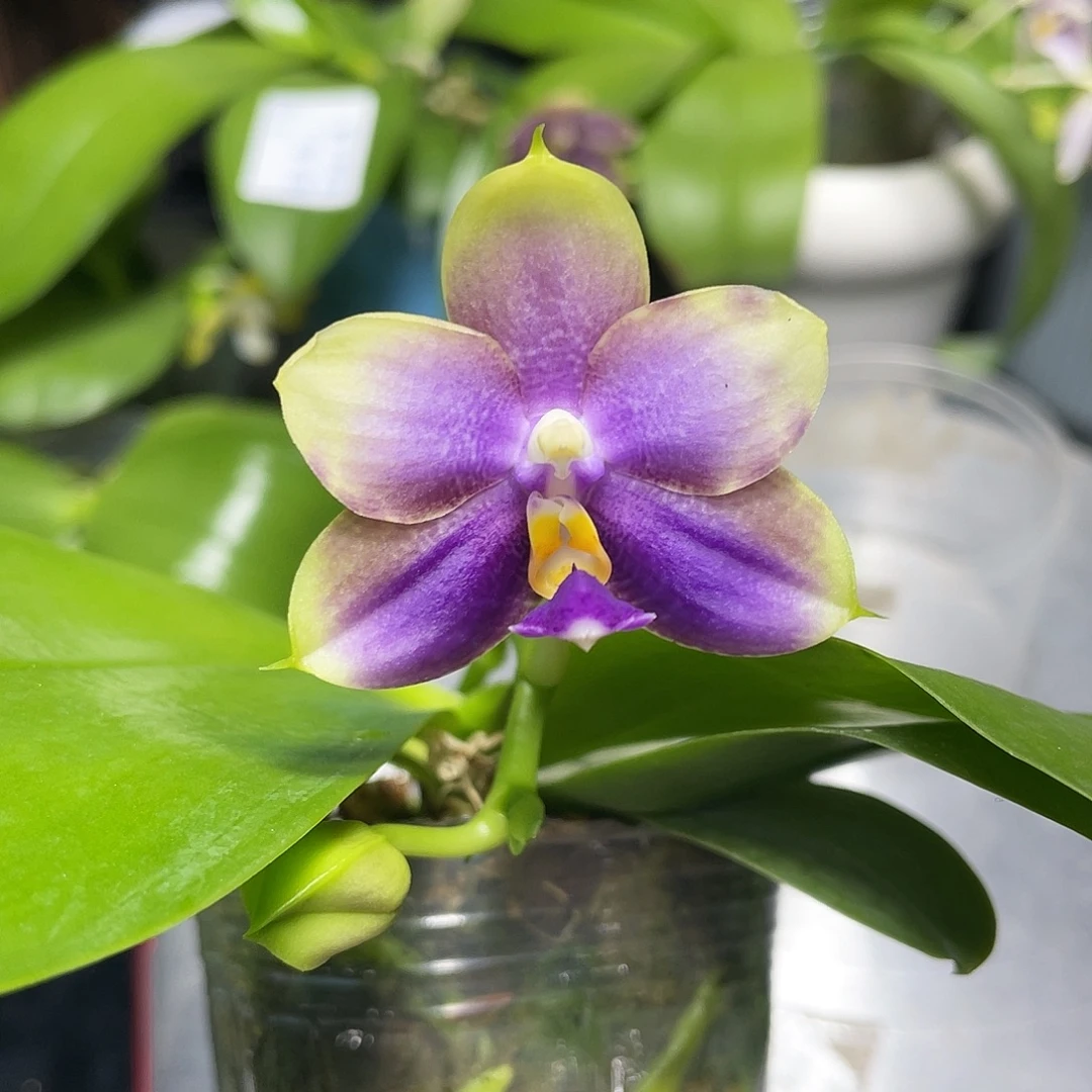 完全开放反射龙交荧光