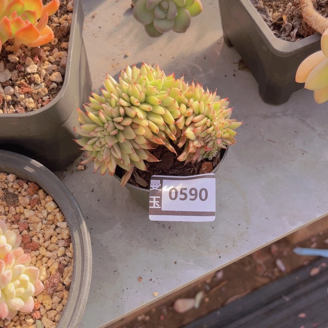 不知名锦缀多肉0590