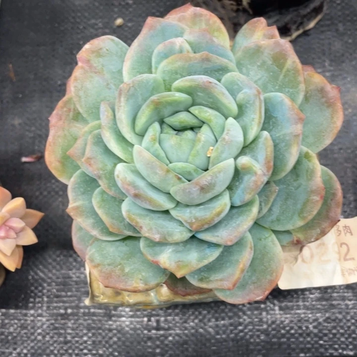 弥鹿之森一物一拍