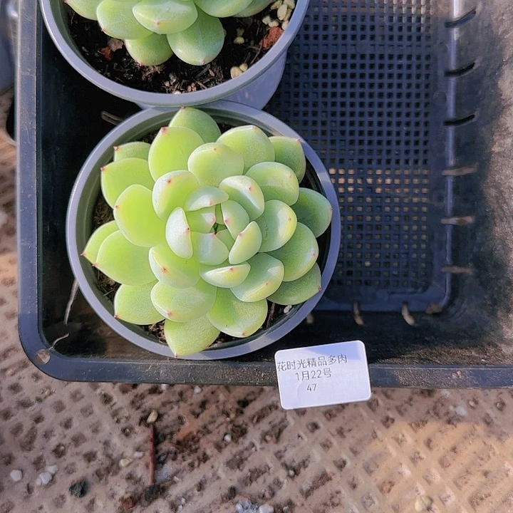 花时光。           47