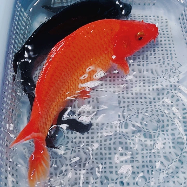 海水鱼锦鲤观赏鱼