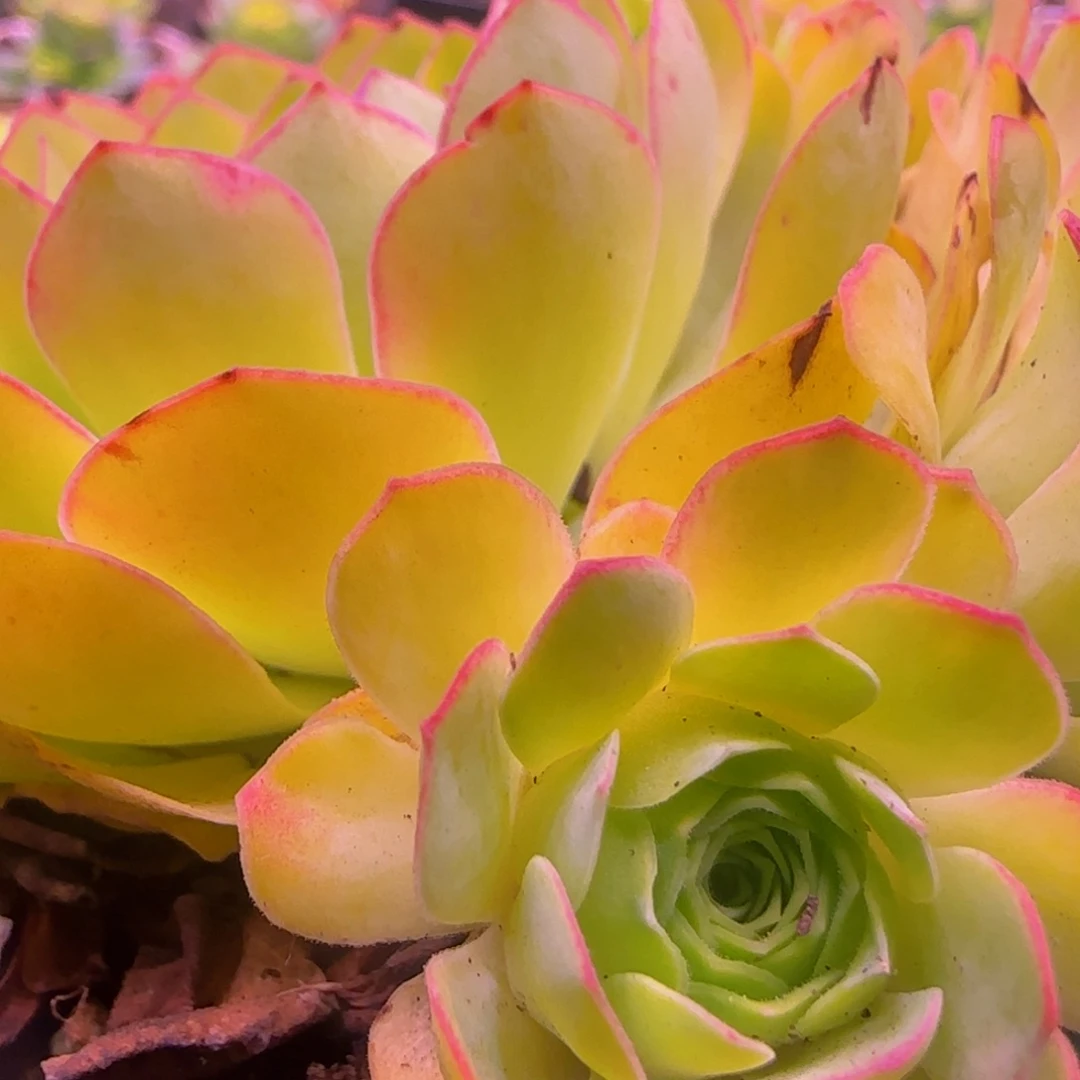 幻影侧芽13534246857576867