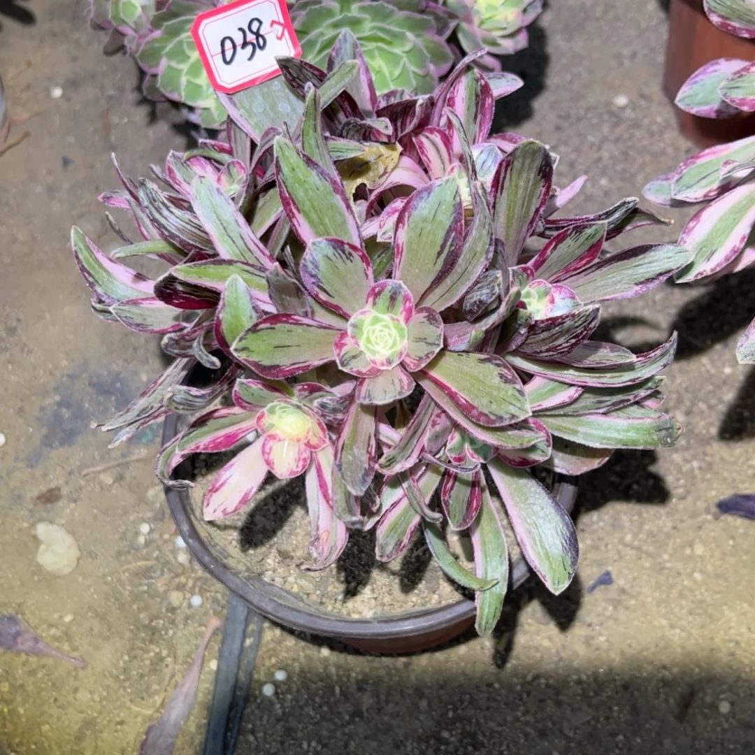 038多肉植物V锦锦