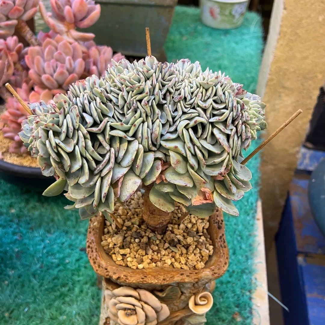 海棠花缀化，，，，，，，，，，，，，