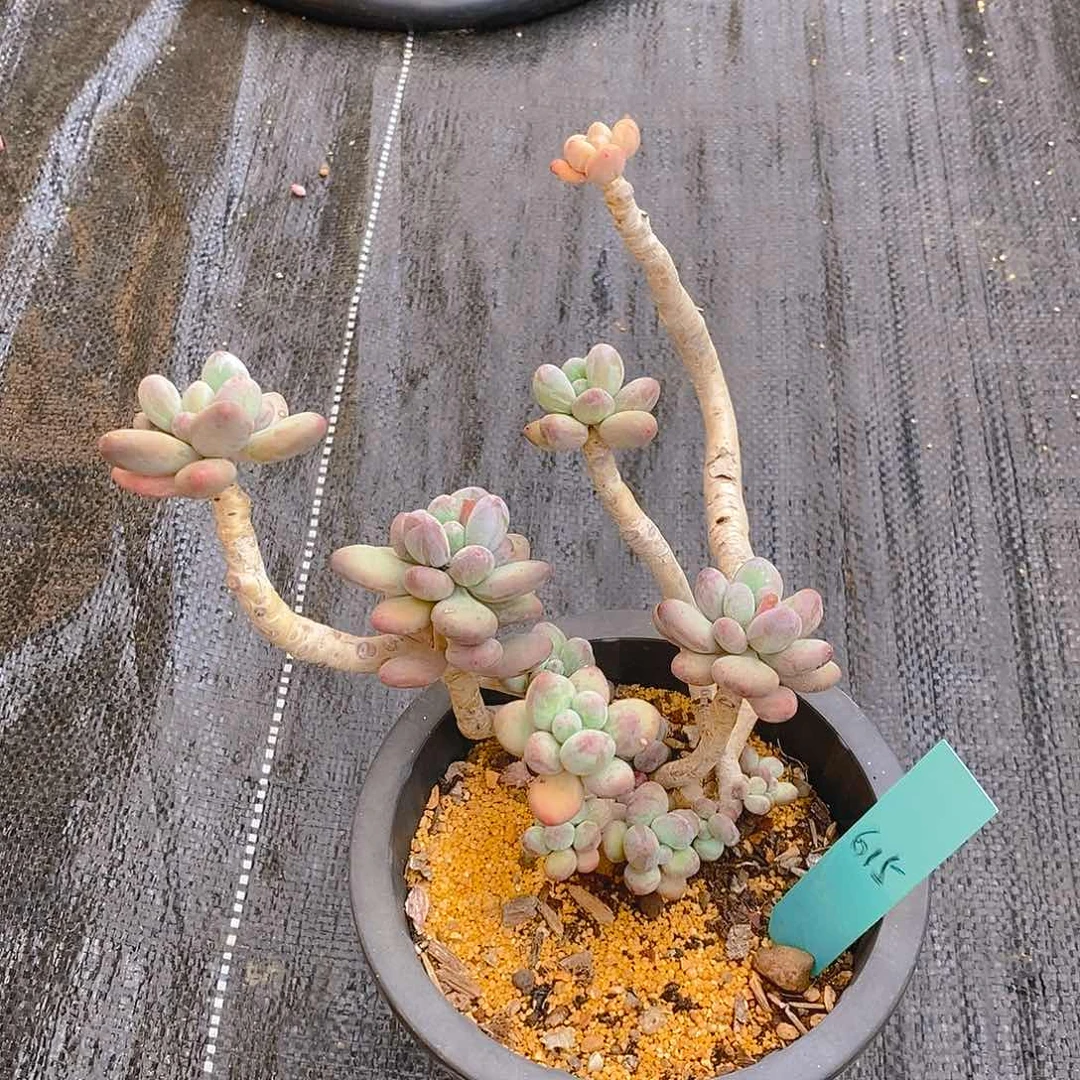 615多肉植物老桩