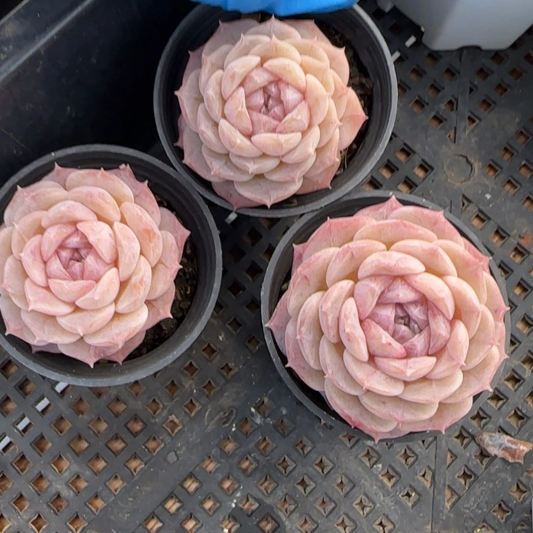 纯爱东篱下多肉植物盆栽