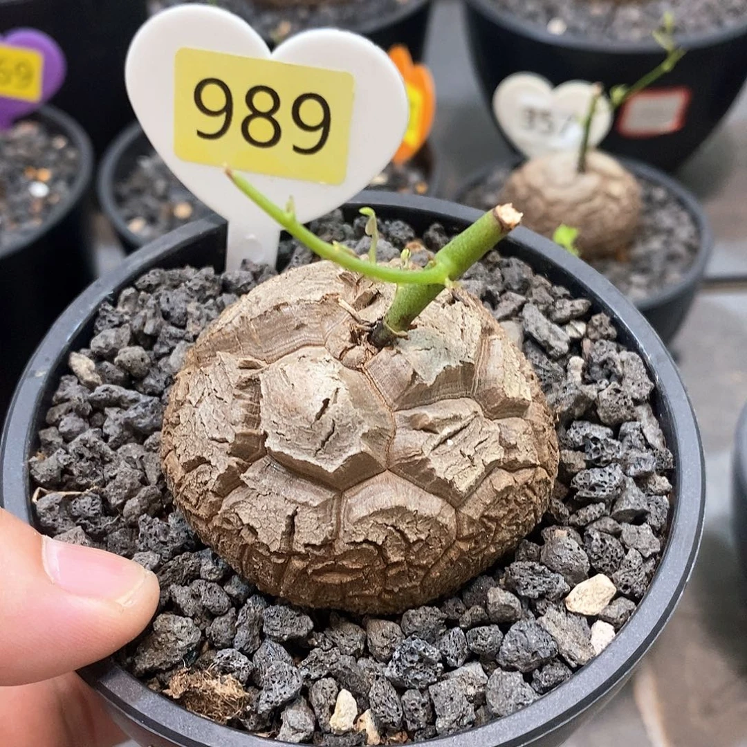 南非龟甲龙龟甲龙