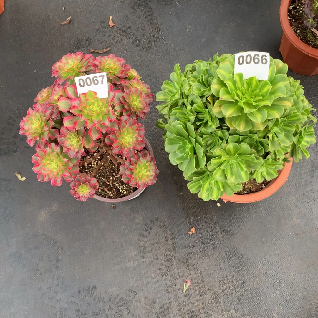 翡翠0066安娜0067组合福利有断枝3500000