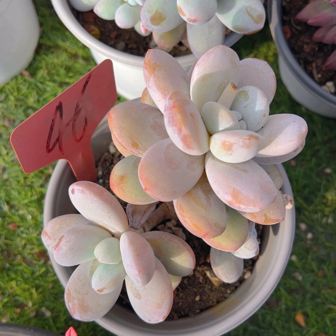 香玉等多种名优药材和