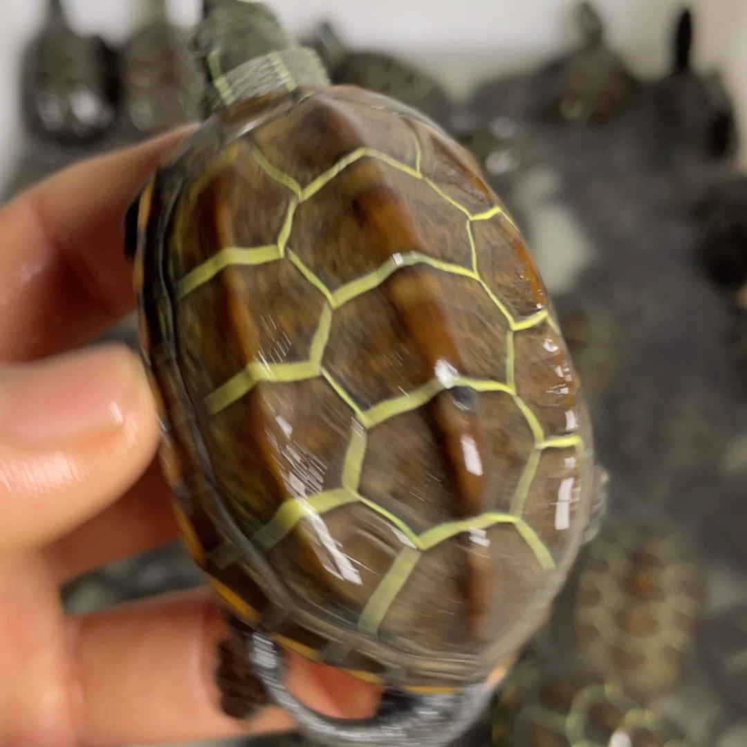 苏北金线冷水草龟