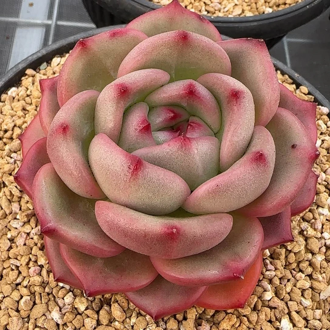 从前慢花园精选Q橙