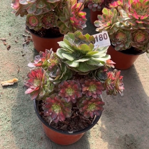 180海王七彩手捧多肉，