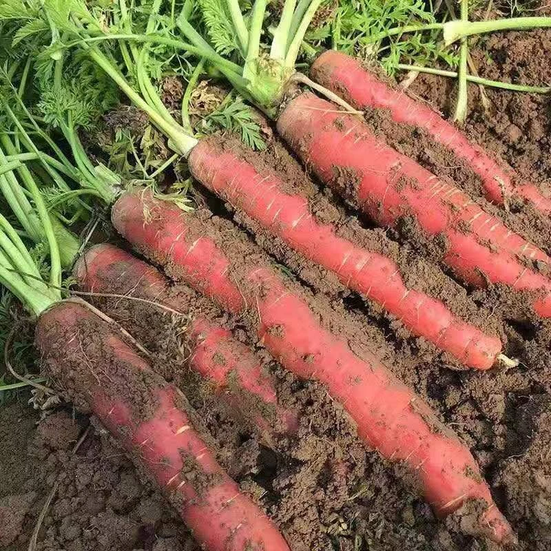 【陕西沙地水果红萝卜】现挖现发新鲜蔬菜脆甜健康产地直发正宗