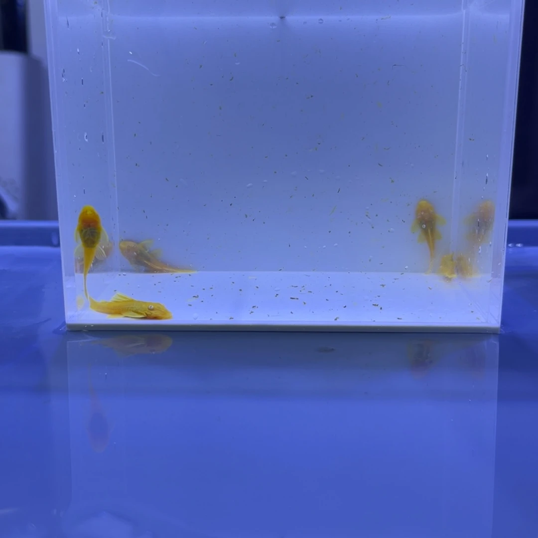 孔雀鱼胡子5条开箱视频报损
