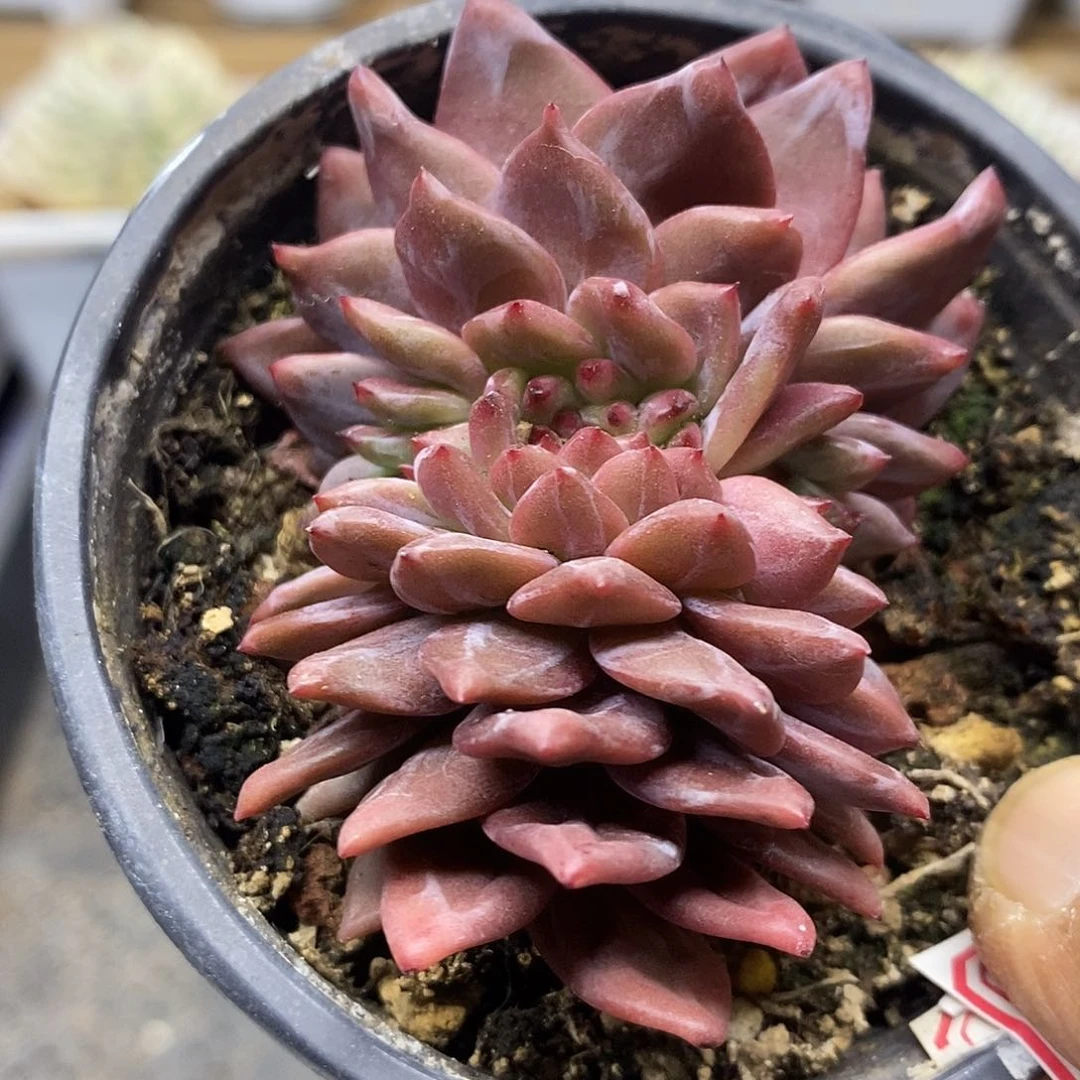 3066 香槟缀化多肉