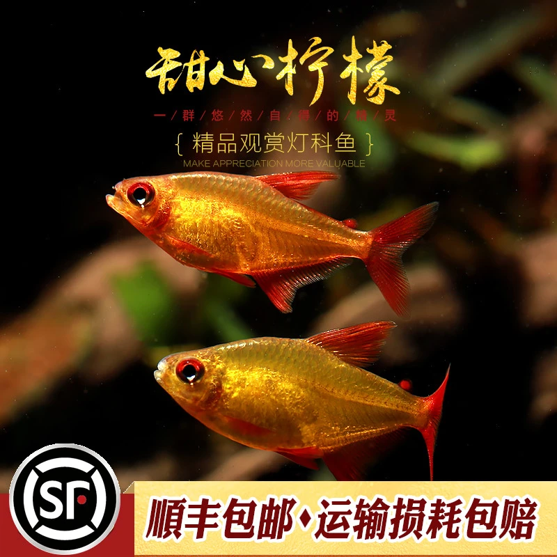 甜心柠檬灯鱼巴西进口超级甜心檸檬燈热带观赏鱼鱼观赏鱼小型