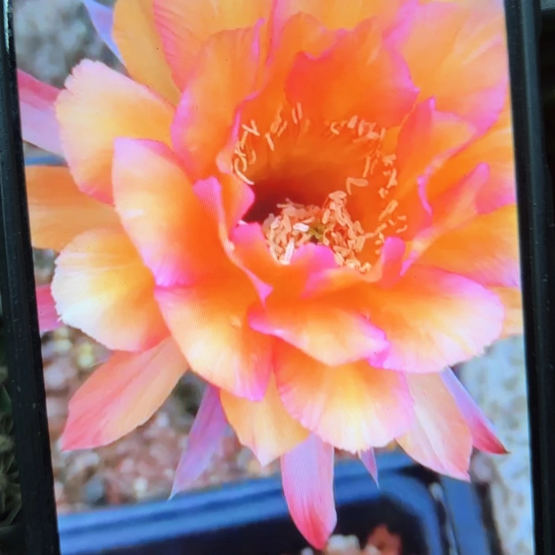 彩神彩20包邮侧牙仙人球9