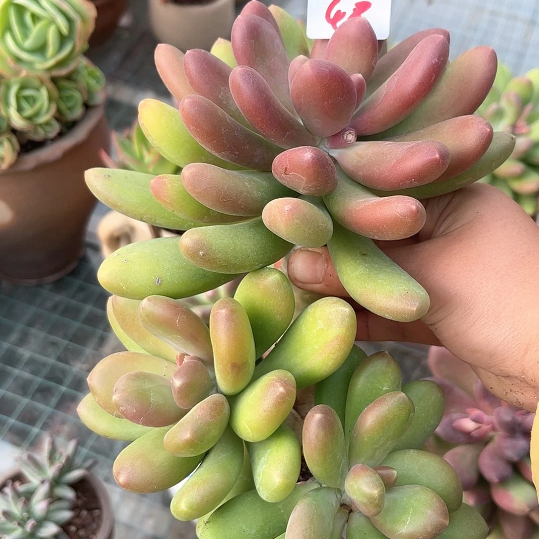 渿48。   圆叶芒果。  111111111