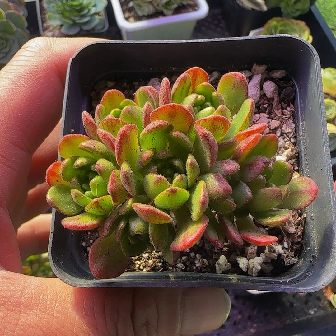 红舞女小老桩 非偏远包邮事妈勿拍