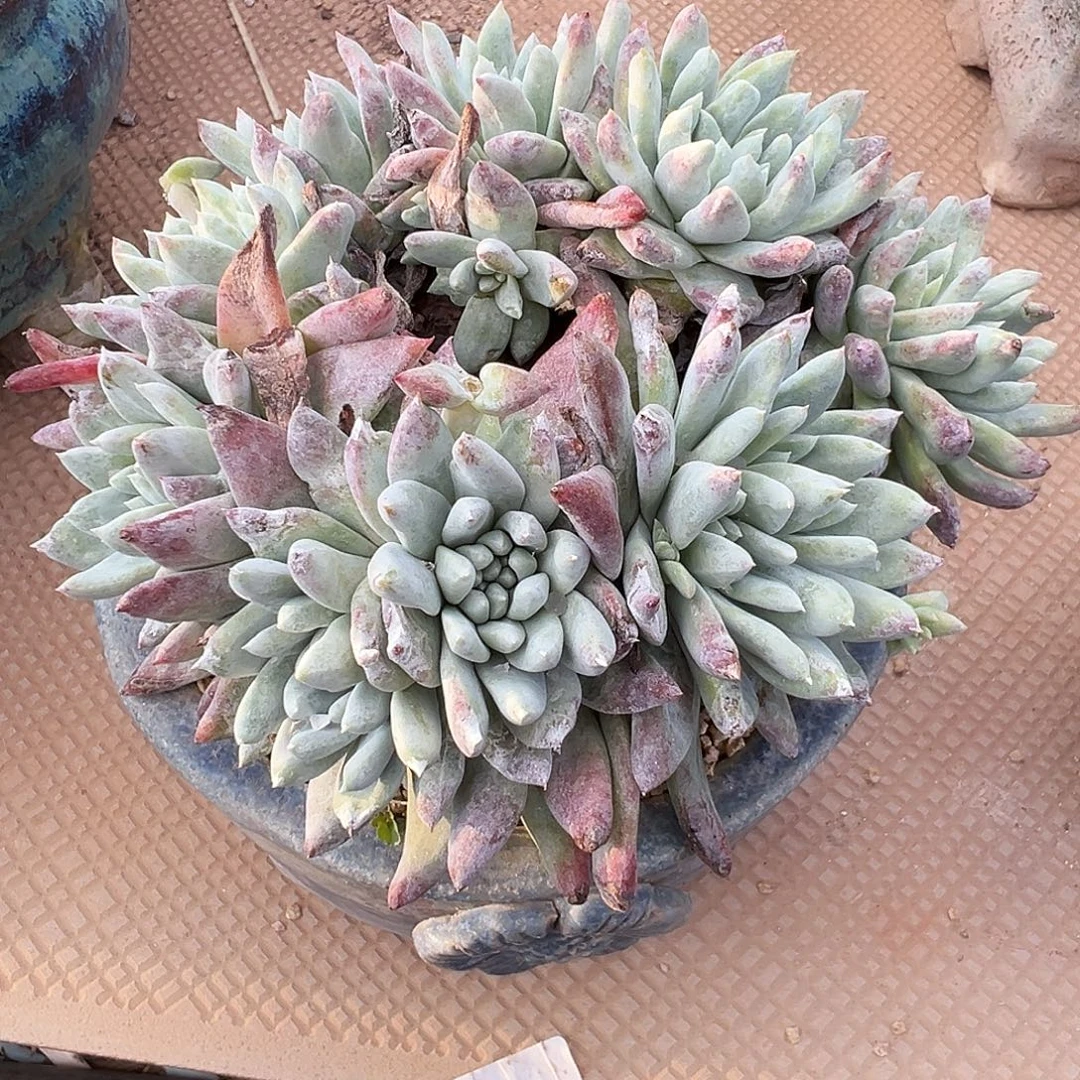 7823白雪仙女杯多肉