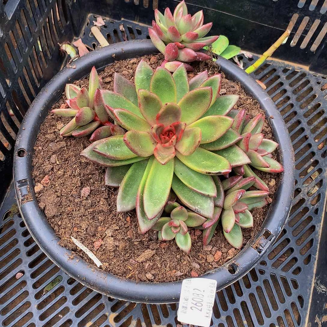 敏***咡     丰沛玫瑰多肉26082