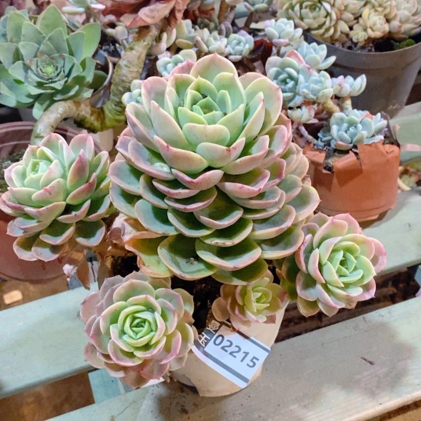 【闪购商品】思***厚哈密瓜02215