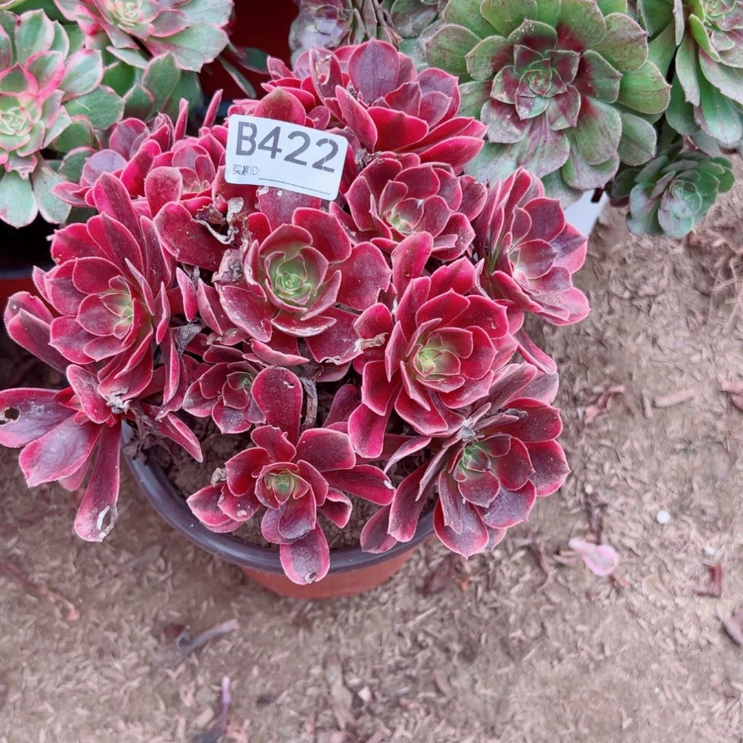 422凤冠多肉植物法师