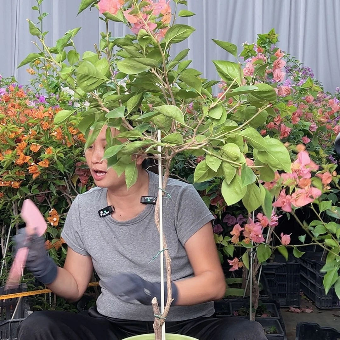 手***2当前无花栽培后可以开花L54波妹