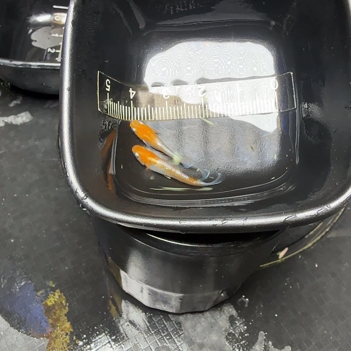 青鳉鱼35哈拍品赤壁红白