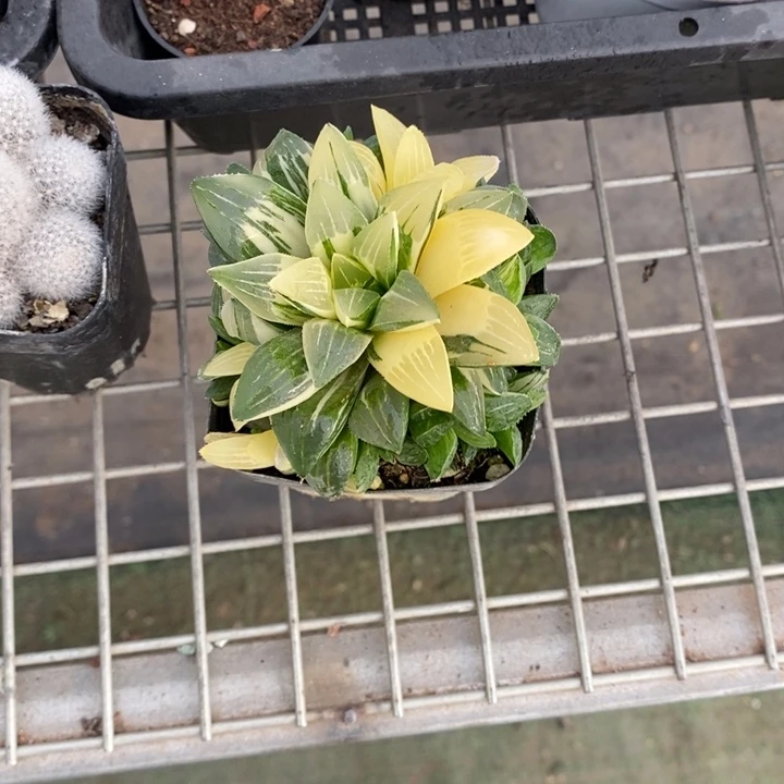 杨**姐伯克利和格蕾纳等人的