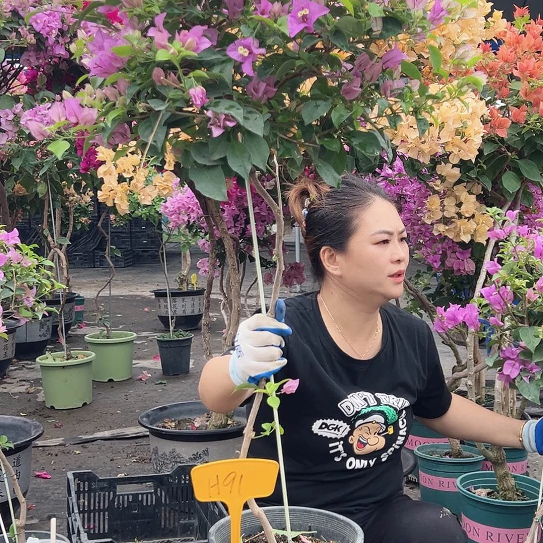 大***乔大部分花苞少量开放H91雪紫