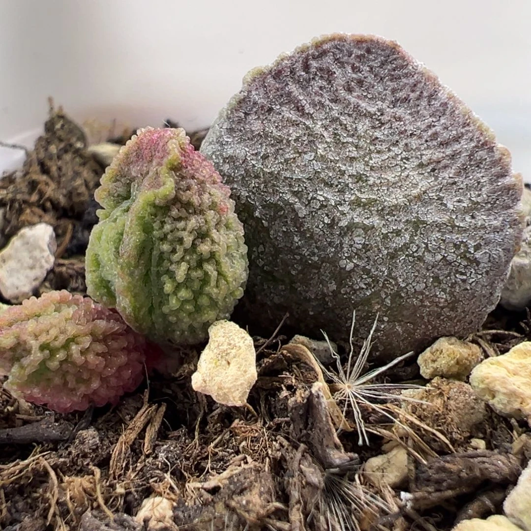 拉丝脑纹实生新品大苗多肉植物