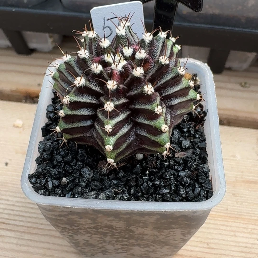 兰***兰米哈诺维奇仙人球23