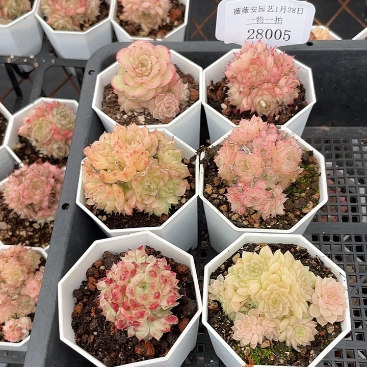 薇薇安园艺多肉28005
