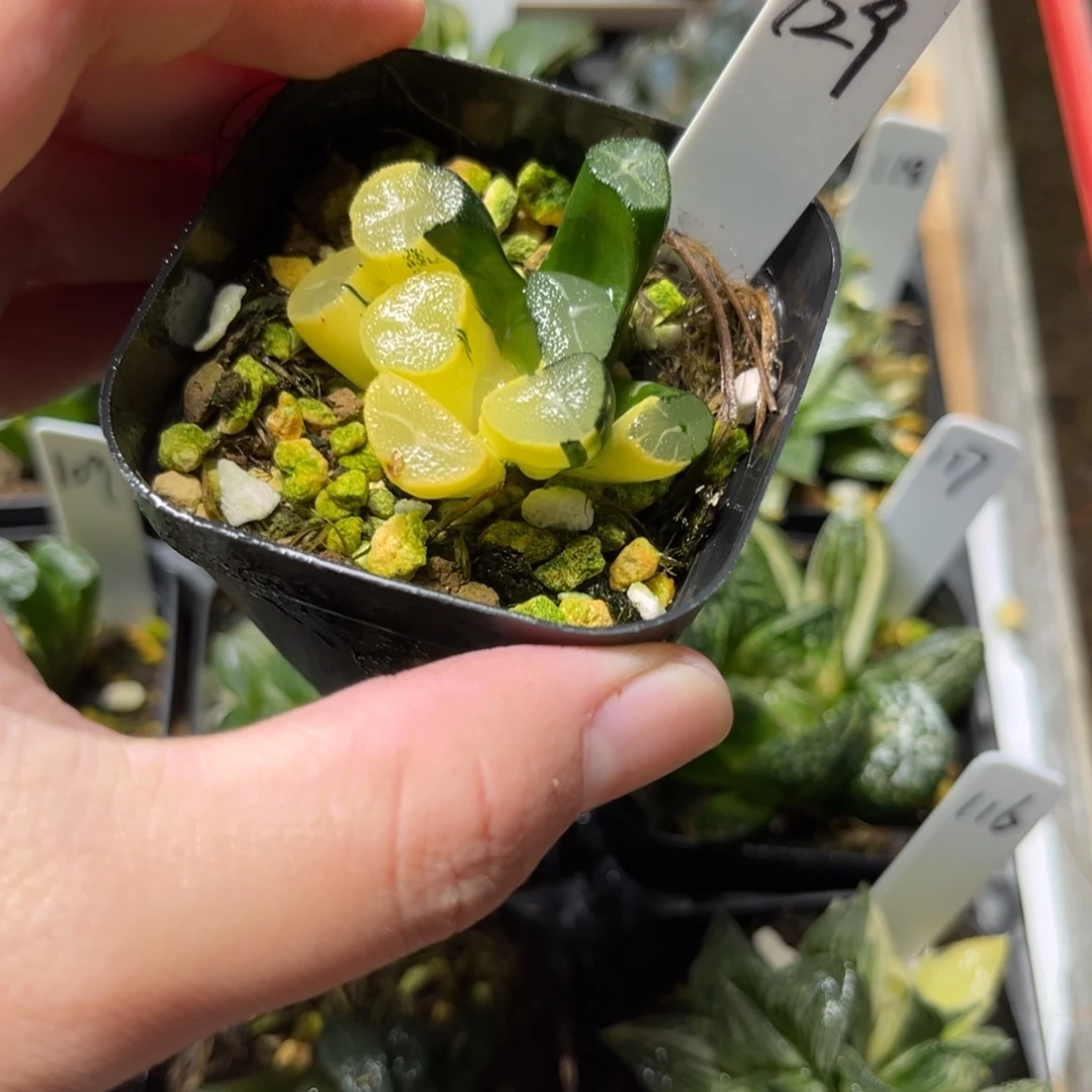 129玉龙万象锦一物一拍