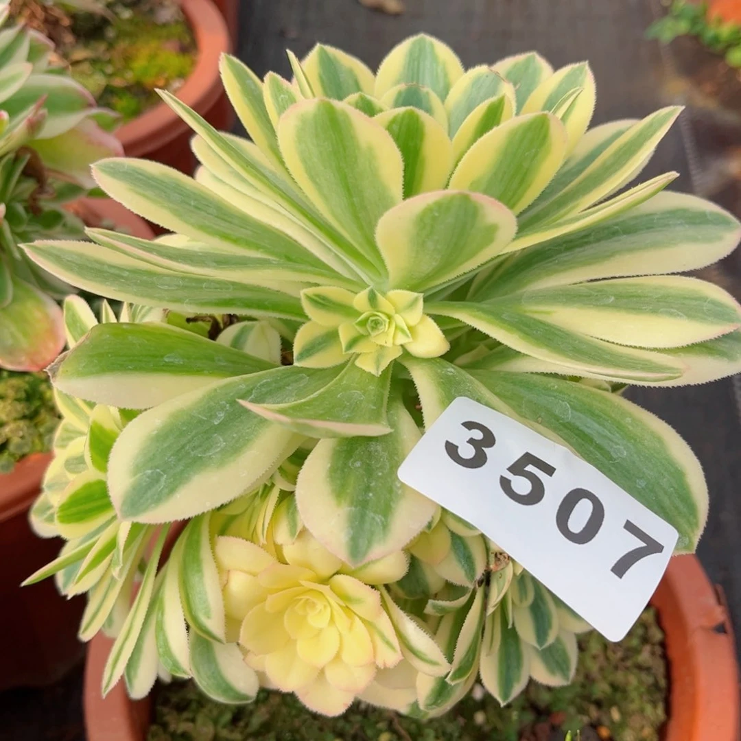 迈巴赫多肉发货发货