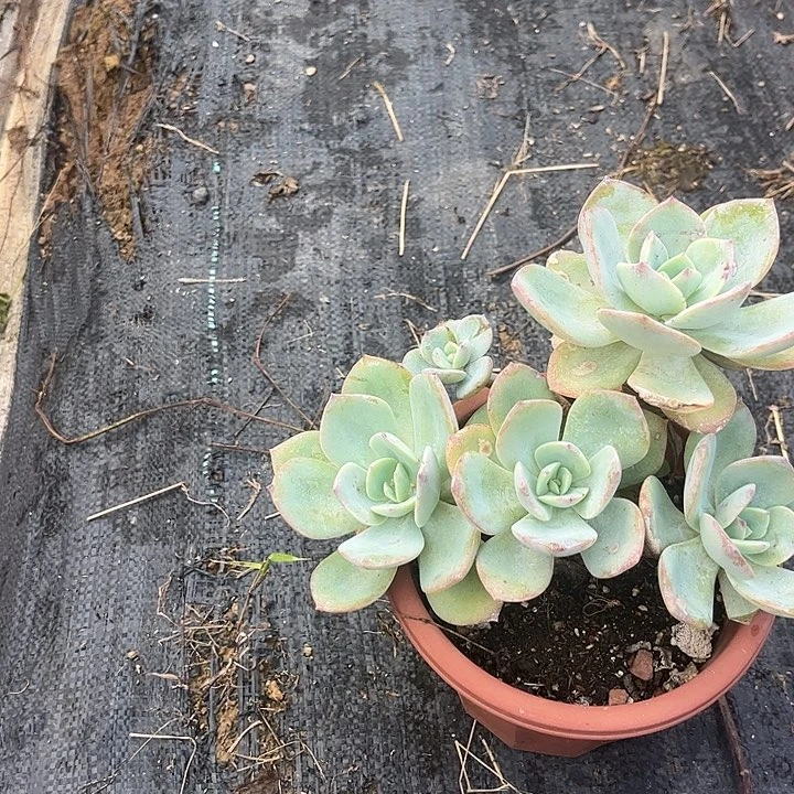 Q***琴664不售后果冻粉脱土发货不退不换