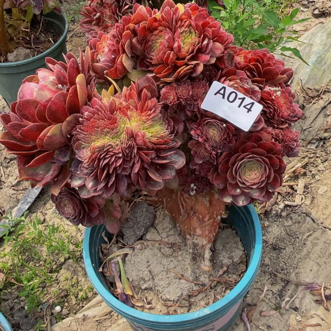 抹茶法师5/—23包邮外n