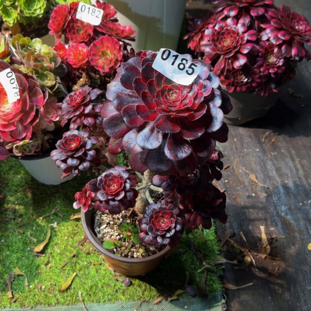 0185多肉法师锦111