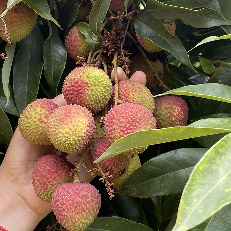 【高铁运输】-灵山白糖罂/妃子笑荔枝新鲜现摘核小肉厚香甜当季