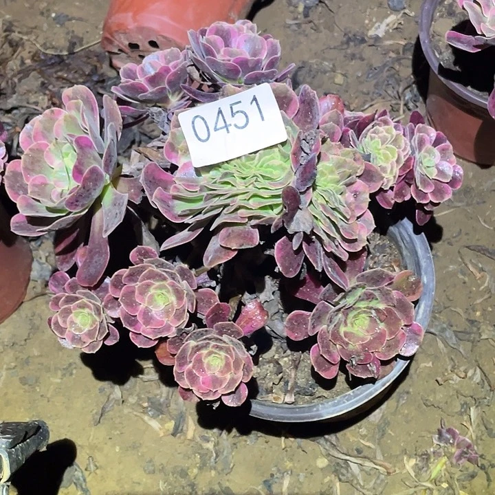 多肉植物法师451凤冠缀