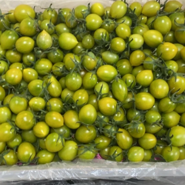 【板正果业】绿柿子嘎嘎板正