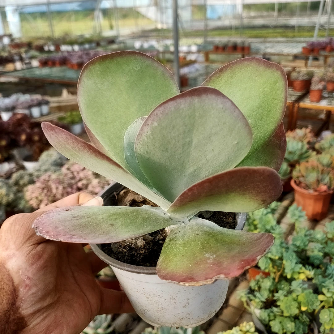 唐印 发3盆 满20包邮不带盆土发货以直播间为准长沙星昊多肉植物