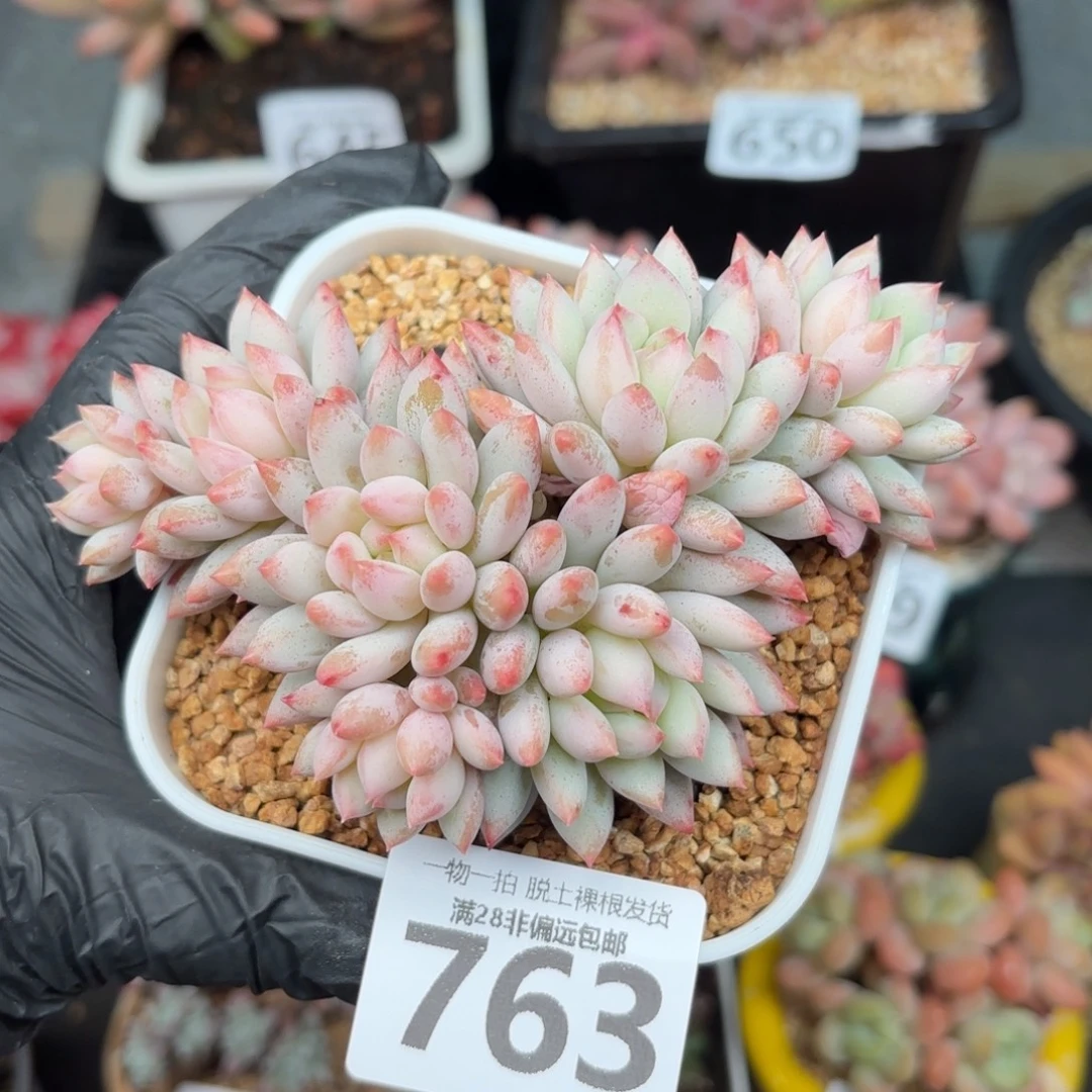 小明珠无盆土发货